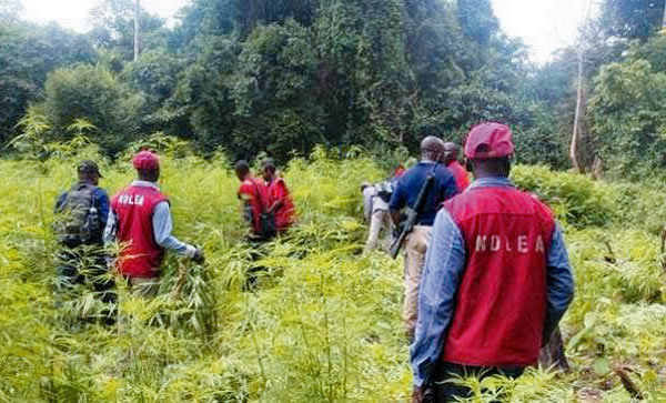 NDLEA-officials-in-a-cannabis-farm-in-Ondo